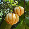 Garcinia Cambogia Extract: Exploring its Benefits and Uses