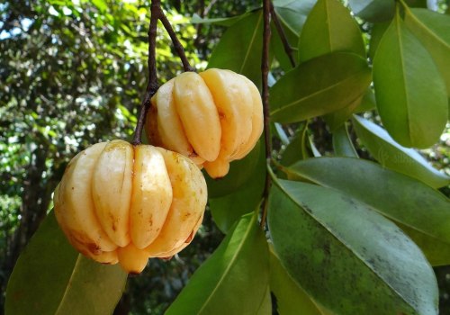 Garcinia Cambogia Extract: Exploring its Benefits and Uses